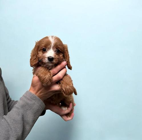 Chiots Cavapoo, chiot Doodle, Poodle cross, Animaux & Accessoires, Chiens | Sans pedigree, Taille moyenne, Chien (mâle), Éleveur | Professionnel