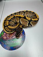 DH cryptic desert ghost 50% het pied Nr 6, Dieren en Toebehoren