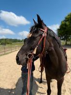 temperamentvolle Spaanse cruzado merrie (11 jaar), Dieren en Toebehoren, L, 160 tot 165 cm, 11 jaar of ouder, Recreatiepaard