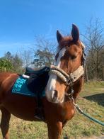 Brave 7 jarige vosse merrie te koop, Dieren en Toebehoren, Paarden, Merrie