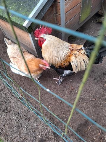 Broedeieren van zilver tarwe marans, Dieren en Toebehoren