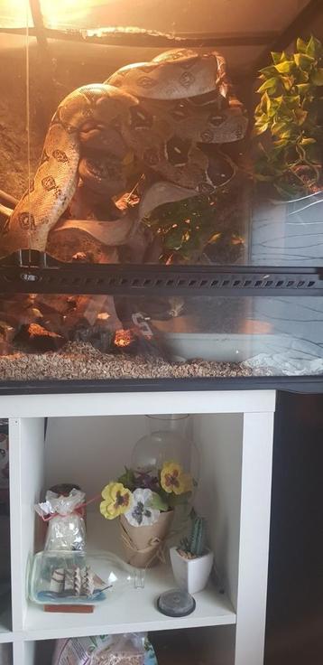 A vendre 2 boa constrictor+vivarium, Enlèvement, Comme neuf