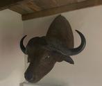 Buffel kop taxidermie, Wild dier, Gewei of Kop, Ophalen of Verzenden, Zo goed als nieuw