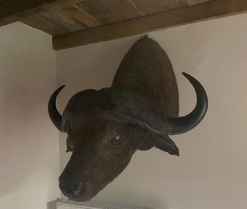 Buffel kop taxidermie beschikbaar voor biedingen