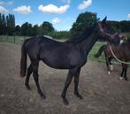 Homozygoot J-nuis, Étalon, Z