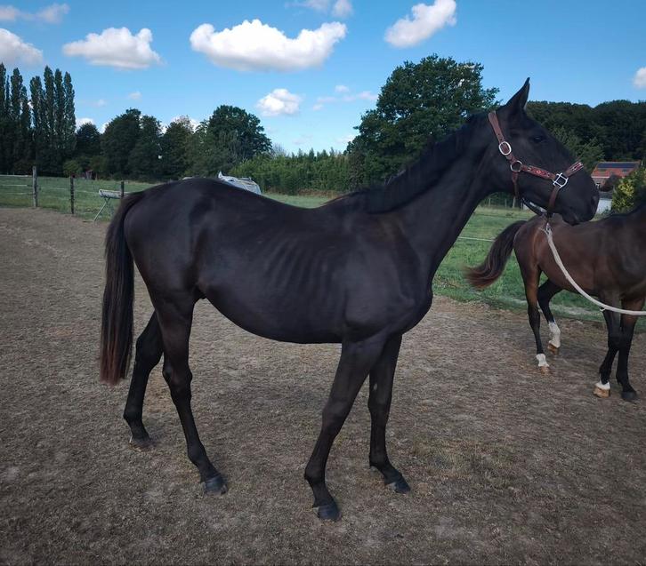 Homozygoot J-nuis, Dieren en Toebehoren, Paarden, Hengst, Z