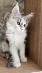 Maine Coon kitten, Dieren en Toebehoren, Poes, Gechipt, 0 tot 2 jaar