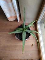 Aloe vera, Huis en Inrichting, Kamerplanten, Ophalen