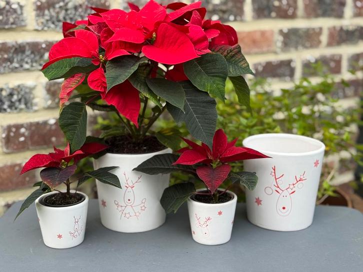 Pots de fleurs de Noël, Divers, Noël, Neuf, Enlèvement