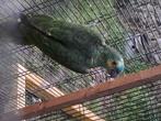 Amazone 2024, Animaux & Accessoires, Oiseaux | Perruches & Perroquets, Mâle, Perroquet, Bagué