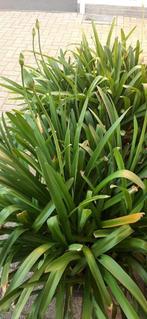 Agapanthus - Afrikaanse Lelie, Tuin en Terras, Planten | Tuinplanten, Ophalen, Zomer, Vaste plant, Volle zon