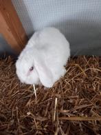 Nederlands hangoordwergkonijn, Dieren en Toebehoren, Konijnen, Mannelijk