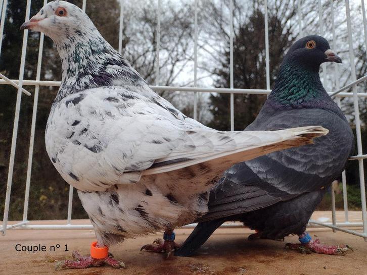 Pigeon texan, Dieren en Toebehoren, Vogels | Duiven