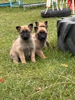 Mechelse herder pups, Animaux & Accessoires, Chiens | Bergers & Bouviers, 8 à 15 semaines, Plusieurs, Éleveur | Loisir, Hépatite contagieuse (maladie de Rubarth)
