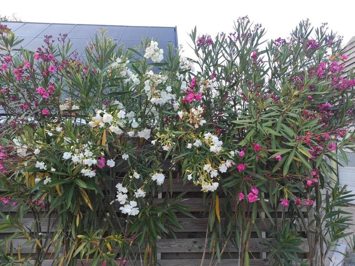 Oleander, Tuin en Terras, Planten | Tuinplanten, Ophalen