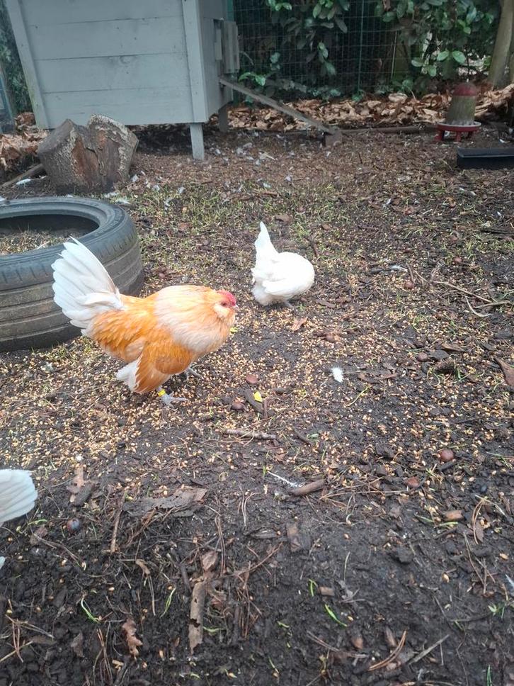 Trio antwerpse baardkrielen witkwartel, Dieren en Toebehoren, Pluimvee