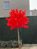 Bloesemboom, Huis en Inrichting, Ophalen, Binnen