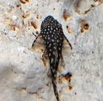 Mooie ancistrussen, Dieren en Toebehoren, Vis, Zoetwatervis