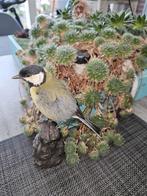 Belle mésange charbonnière en peluche, Enlèvement ou Envoi, Neuf, Oiseaux, Animal empaillé