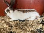 Reuze vlinder lotharinger, Dieren en Toebehoren, Konijnen