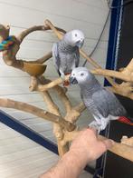 Super tamme baby Grijze roodstaarten + DNA, getest op ziekte, Meerdere dieren, Papegaai, Geringd