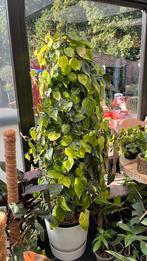 Philodendron, Autres espèces, En pot, 150 à 200 cm, Enlèvement