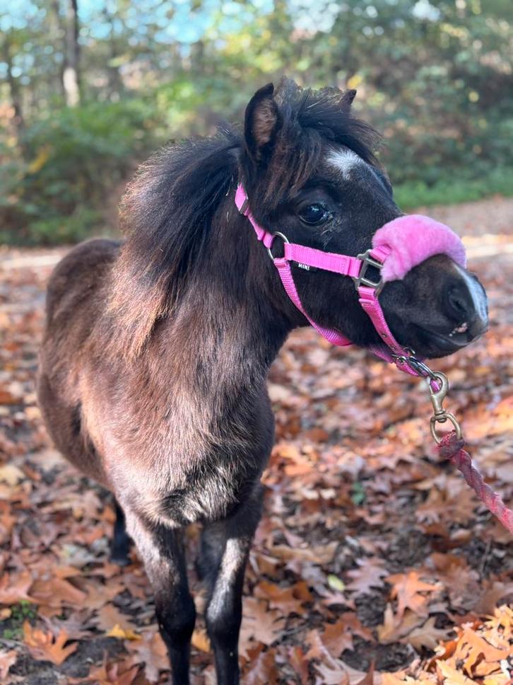 Knappe NMPRS hengstveulen, Dieren en Toebehoren, Pony's, Hengst