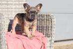Chiots bouledogues français moelleux, 15 semaines à 1 an, Étranger, Plusieurs animaux, Éleveur | Professionnel