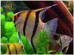 Pterophyllum scalare amazon, Dieren en Toebehoren, Vissen | Aquariumvissen