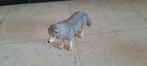 Hond of wolf beeld, Ophalen, Dier