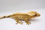 Wimpergekko HOUTEN, Dieren en Toebehoren, Hagedis, Tam, 0 tot 2 jaar