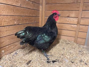 Zwarte australorp hanen uit tentoonstellingslijnen beschikbaar voor biedingen