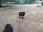 Ouessant ooitje & ram, Dieren en Toebehoren, Schapen, Geiten en Varkens, Meerdere dieren, Schaap