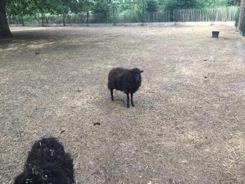 Ouessant ooitje & ram, Meerdere dieren, Schaap