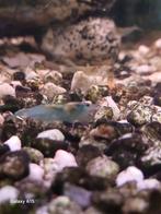 Garnaal neacordina cristal bleu red cherry en jellow, Dieren en Toebehoren, Ophalen