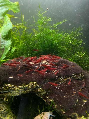 Neocaridina red, rode garnaal beschikbaar voor biedingen