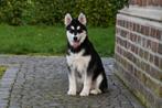 Chiots Malamute d'Alaska à vendre - Passeport belge, Parvovirose, Plusieurs, Chien de traîneau, Belgique