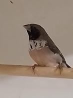 1-0 Witborst rietvink( lonchura pictorella ), Dieren en Toebehoren, Vogels | Overige Vogels