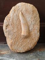 Tanden sabeltandharing - enchodus op matrix, Verzamelen, Mineralen en Fossielen, Ophalen of Verzenden, Fossiel