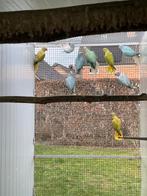 Halsbandparkieten, Animaux & Accessoires, Oiseaux | Perruches & Perroquets, Plusieurs animaux, Perruche, Bagué