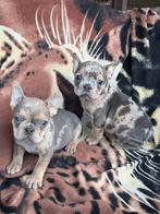 franse bulldog pups,reutjes,merle, België, Reu, 8 tot 15 weken, Meerdere