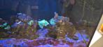 Inhoud reeftank levende steen (vissen al gereserveerd), Vis