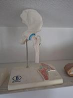 Anatomisch model, Diversen, Ophalen of Verzenden