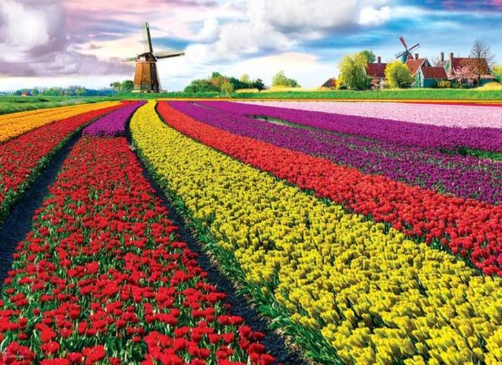 Puzzel „Tulip Fields” van 1000 stukjes (68 x 48 cm), Hobby en Vrije tijd, Denksport en Puzzels, Zo goed als nieuw, Legpuzzel, 500 t/m 1500 stukjes