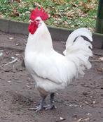 40 Poule de Bresse kuikens, Animaux & Accessoires, Volatiles, Sexe inconnu, Poule ou poulet
