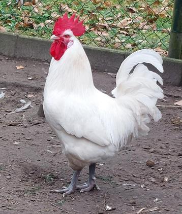 40 Poule de Bresse kuikens beschikbaar voor biedingen
