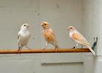 Roodmozaiek kanaries, Dieren en Toebehoren, Vogels | Kanaries, Meerdere dieren, Kleurkanarie