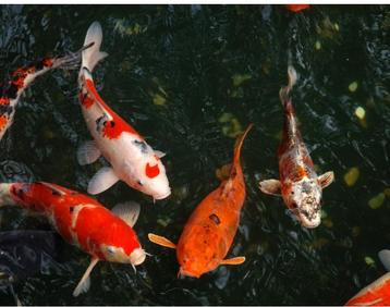 Gratis vijvervissen gezocht in ruiselede : koi, karper, Dieren en Toebehoren, Karper of Koi