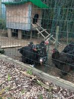 Brahma zwart en wit, Dieren en Toebehoren, Pluimvee