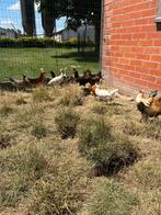 Jonge haantjes, Dieren en Toebehoren, Mannelijk, Kip